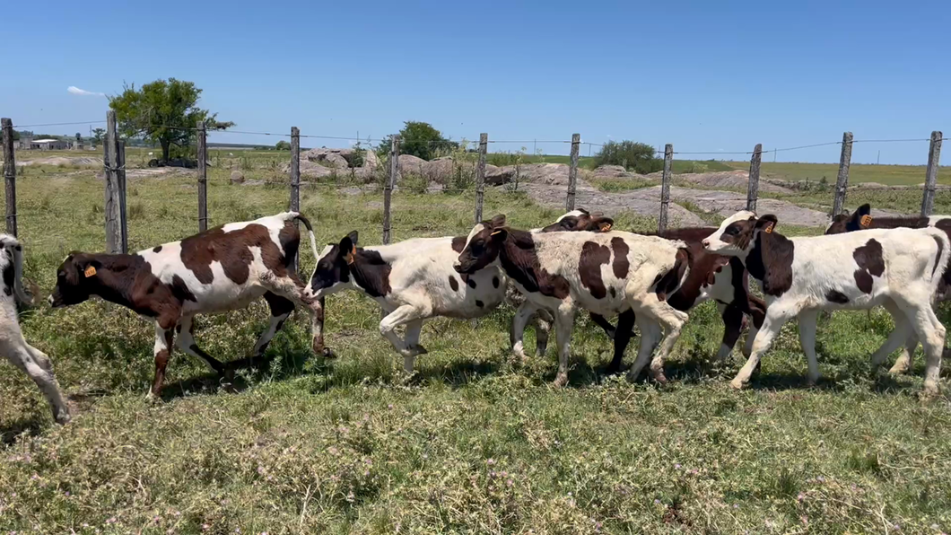 Lote TERNEROS