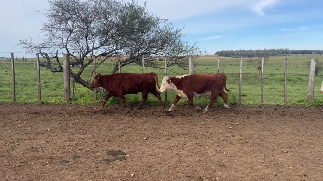 Lote 71 Novillos 1 a 2 años en Tomás Gomensoro, Artigas