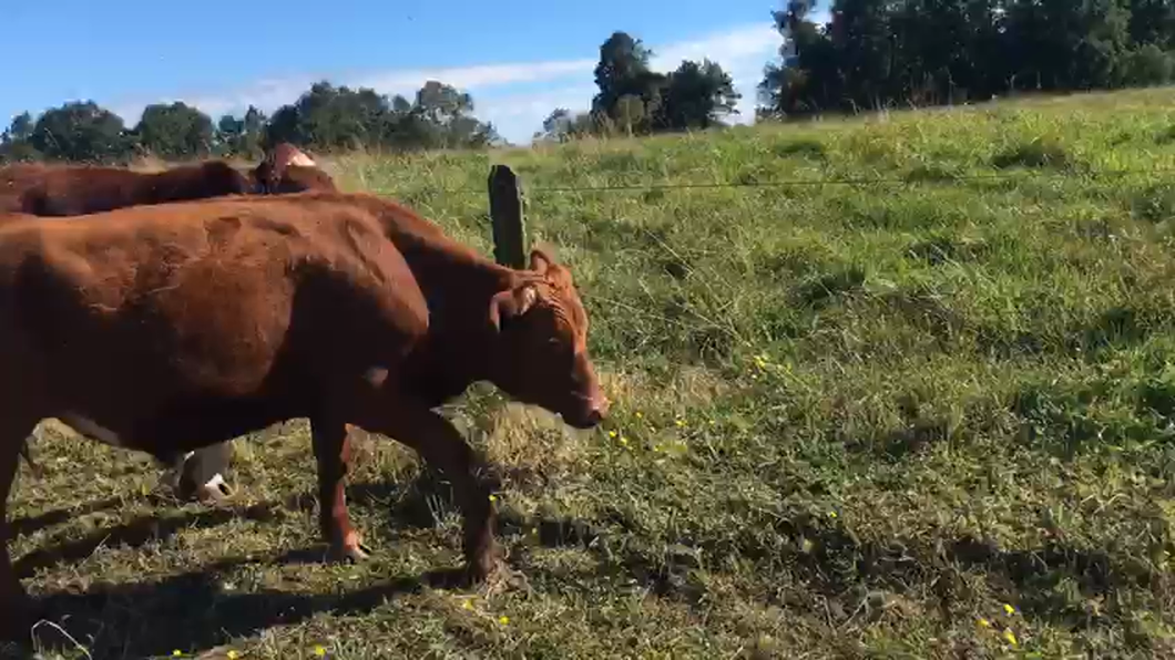 Lote 49 Novillo Engorda en Río Bueno, XIV Región Los Ríos