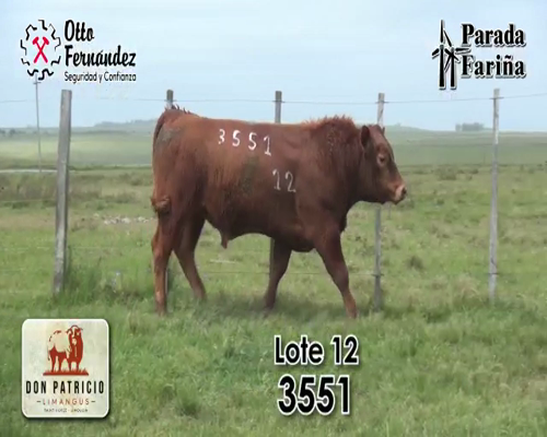 Lote TORO LIMOUSIN