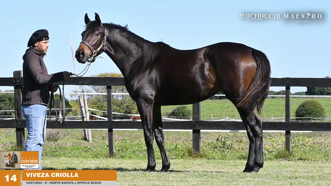 Lote VIVEZA CRIOLLA