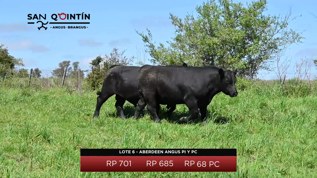 Lote LOTE 6 - ABERDEEN ANGUS PI Y PC