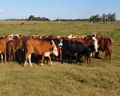 Lote 100 Novillos en Col. Sta Rosa, Corrientes