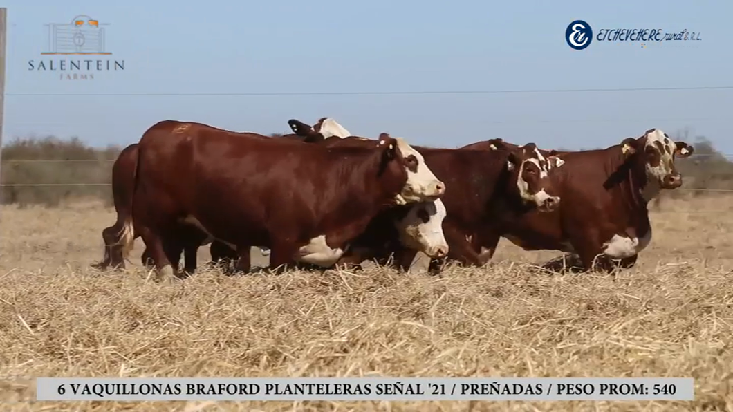 Lote Vaquillas Braford Planteleras Señal ´21-Preñadas IATF (21-12-2023) y Servicio Colectivo (30-12-2023 al 05/02/2024)