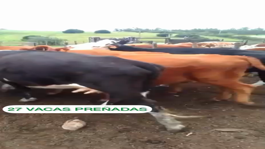 Lote 27 vacas preñadas