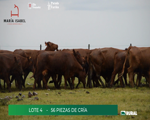 Lote (Vendido)56 Piezas de cría a remate en María Isabel, Artigas