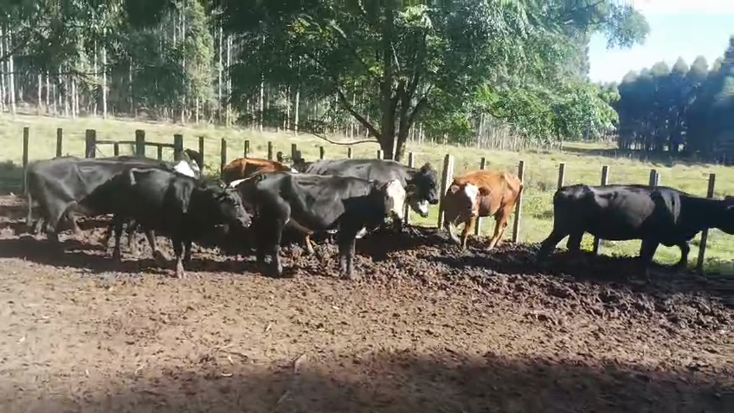 Lote 12 Vacas de Invernada