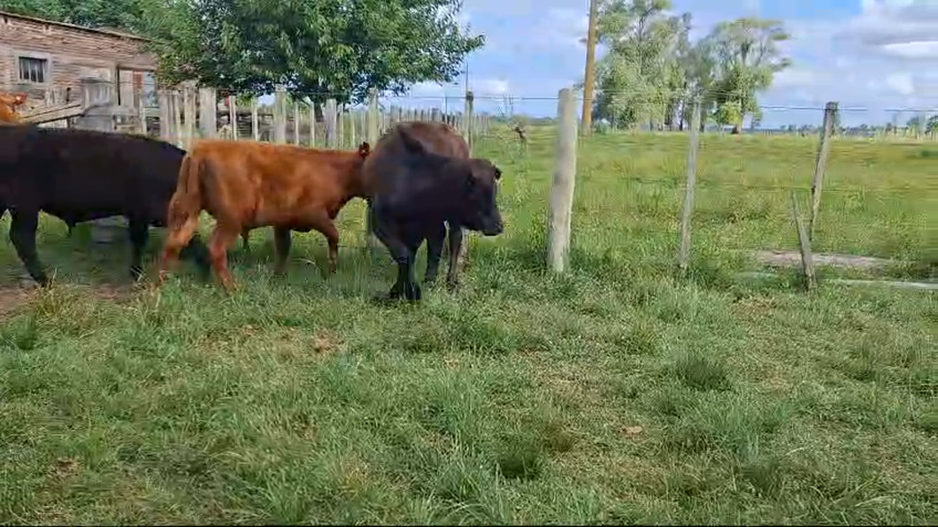 Lote 4 Terneros 2 AA,  2 RA a remate en 26° Remate Anual 200kg -  en T. GOMENSORO