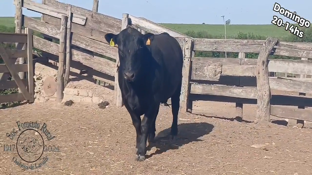 Lote TORO PI ANGUS a remate en Expo Ombues en OMBUES DE LAVALLE