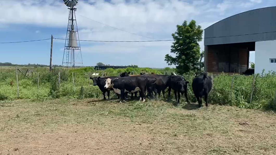 Lote 13 Vaquillonas C/ gtia de preñez en La Plata, Buenos Aires