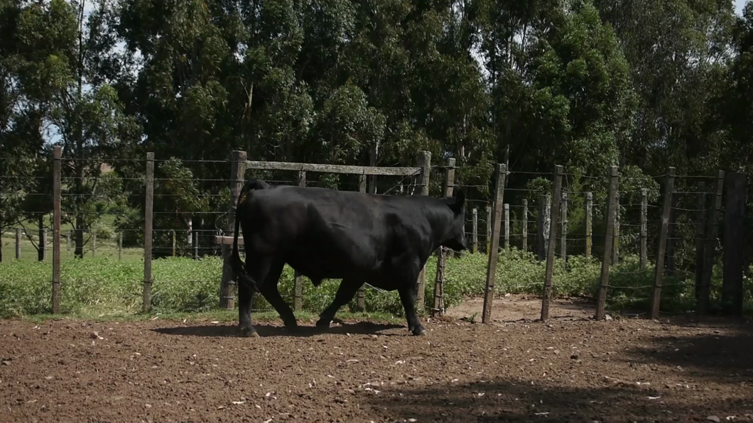 Lote "El Coronilla", RP 343