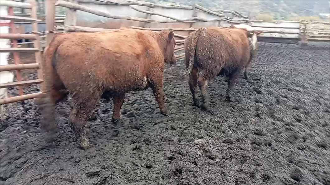 Lote 22 Novillo Gordo en Codegua, VI Región O-Higgins