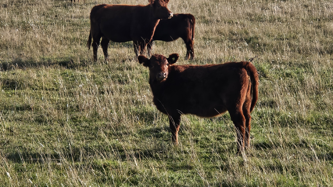 Lote 20 Terneros