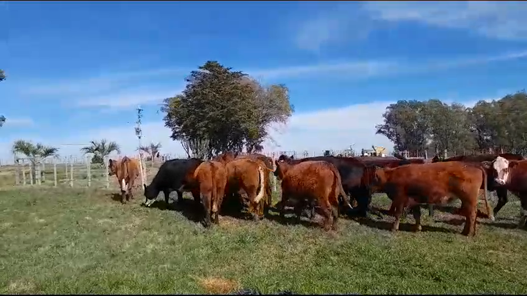 Lote 16 Vacas de Invernada Angus y Hereford a remate en Pantalla Camy en San Gregorio