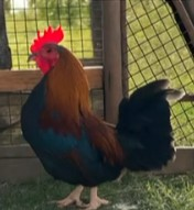 Lote Gallo