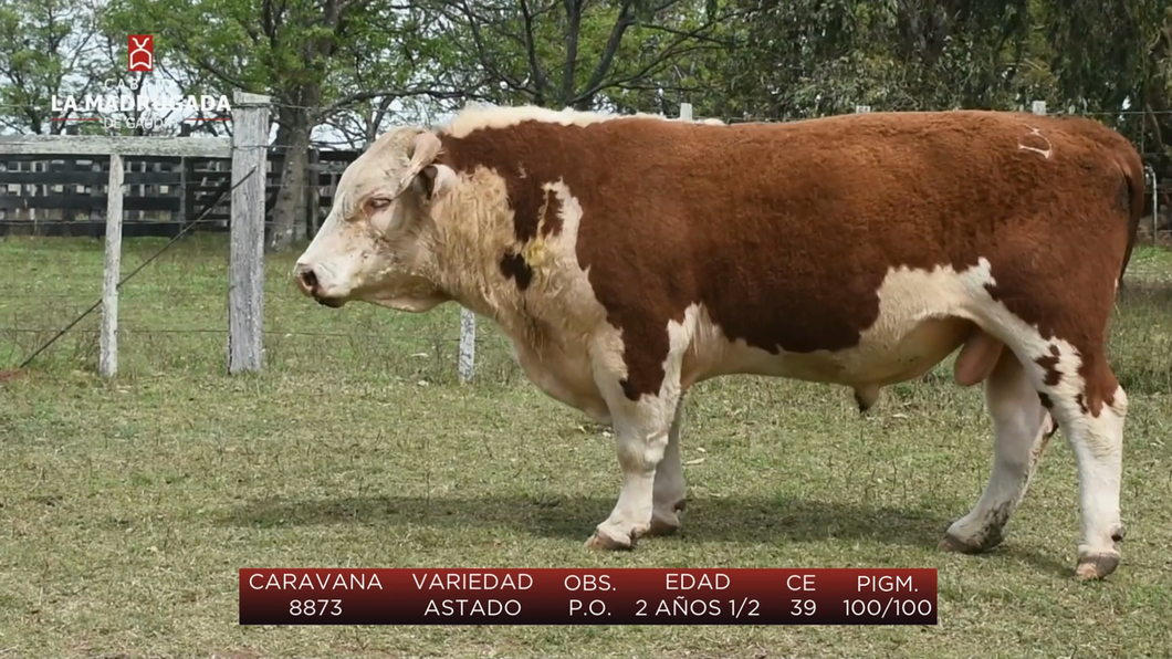 Lote (Vendido)Toros a remate en Cabaña La Madrugada - RVN, Salto