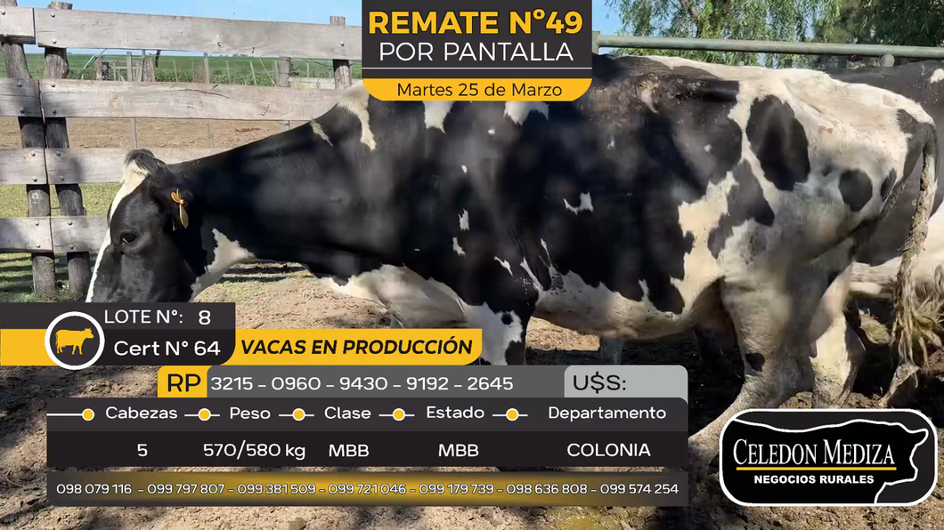 Lote 5 Vacas Preñadas Holando en Estanzuela, Colonia