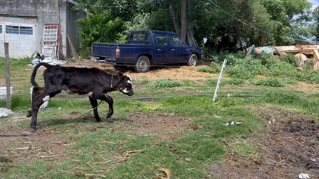 Lote TERNERAS