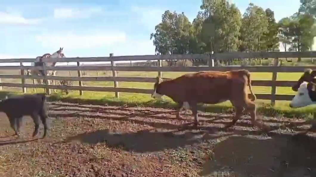Lote PIEZAS DE CRIA