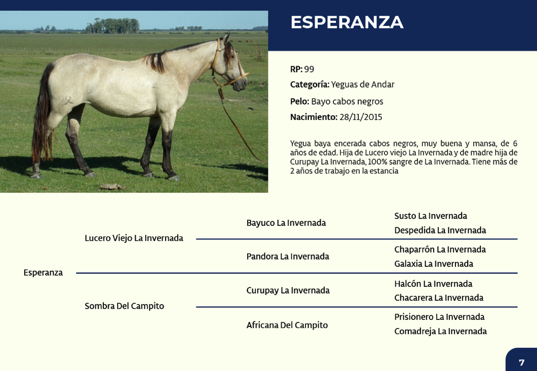 Lote RP 99 - Esperanza