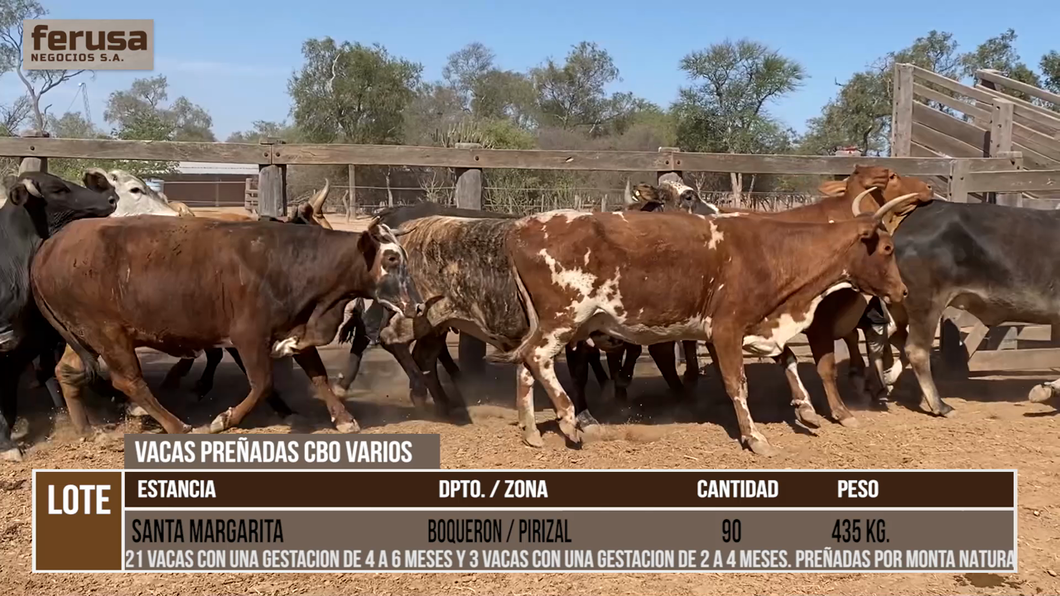 Lote LOTE 6 - 90 VACAS PREÑADAS CBO VARIOS