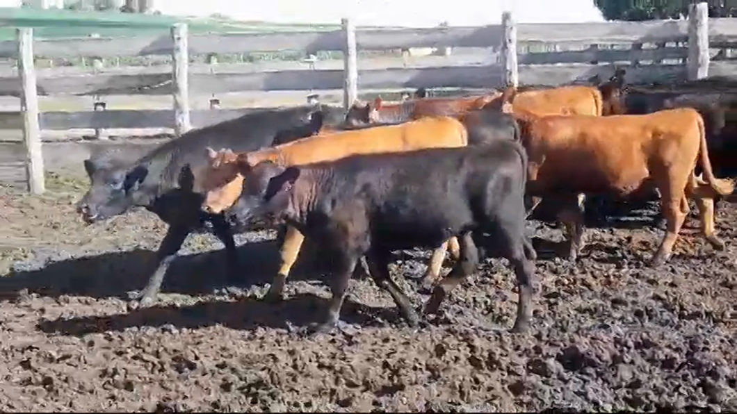 Lote 11 Terneras ANGUS a remate en #42 Pantalla Carmelo  180kg -  en EL CHILENO