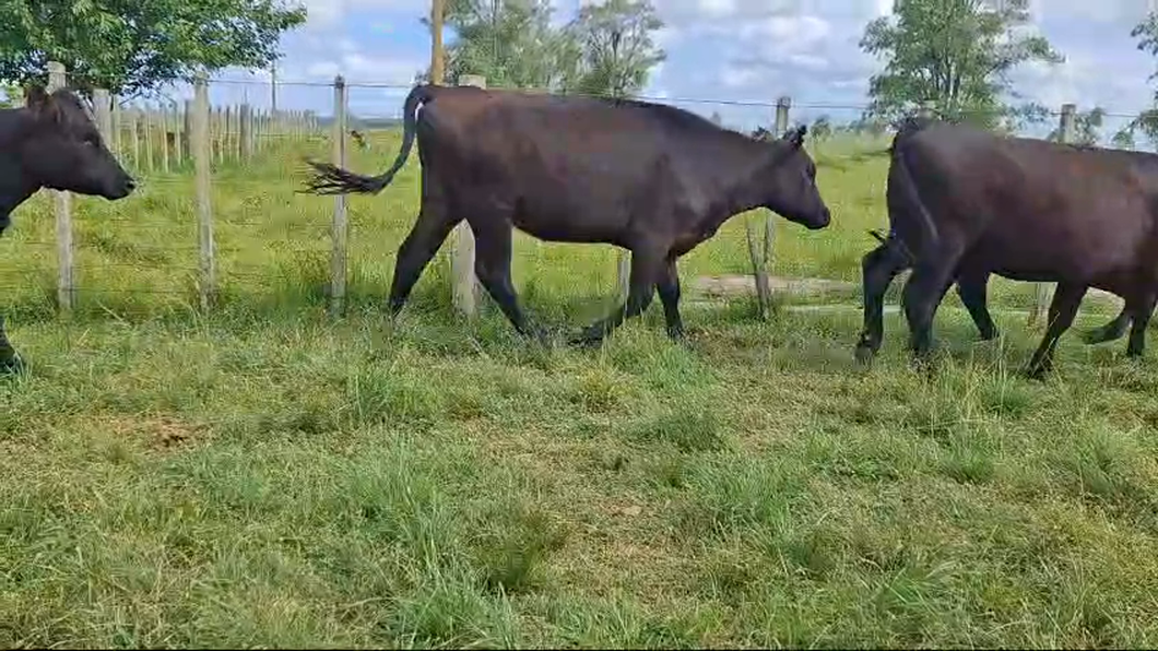 Lote 5 Vaquillonas 1 a 2 años 4 AA,  1 RA a remate en 26° Remate Anual 250kg -  en T. GOMENSORO