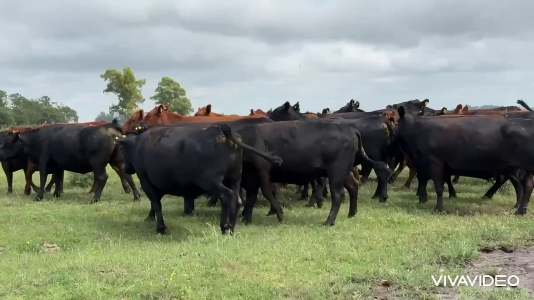 Lote 32 Vacas nuevas C/ gtia de preñez