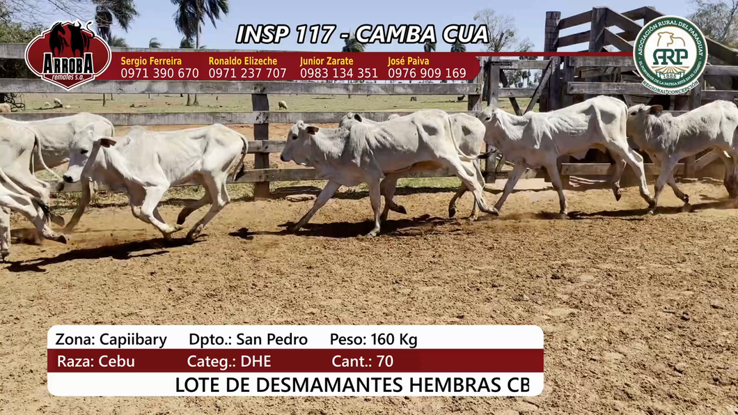 Lote Insp 117