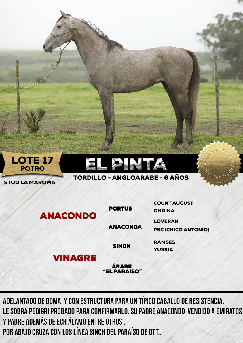 Lote EL PINTA