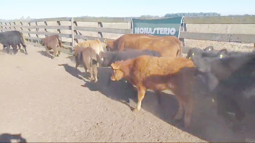 Lote 30 Vacas CUT paridas y vacias en DAIREAUX