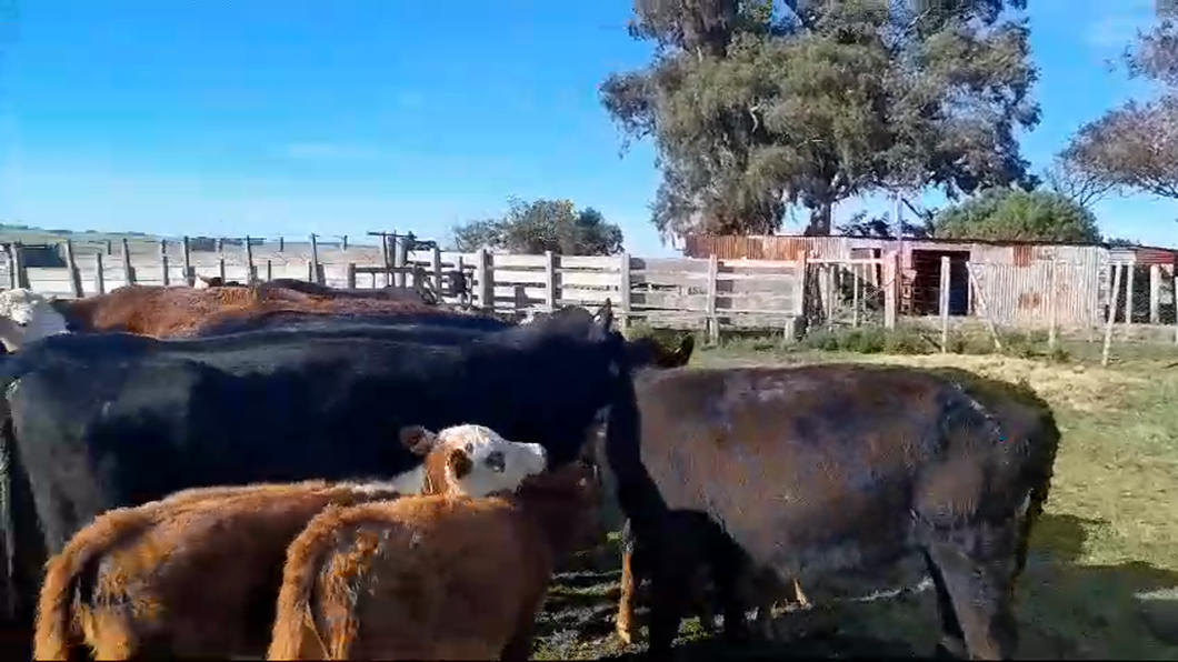 Lote 58 Piezas de cría Hereford y Angus a remate en Pantalla Aniversario - Escritorio Camy en San Gregorio