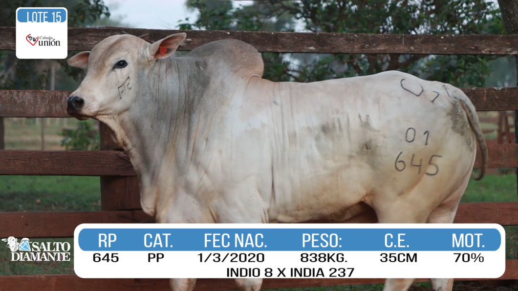 Lote LOTE 15
