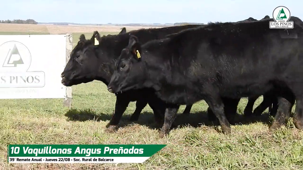 Lote VQ ANGUS