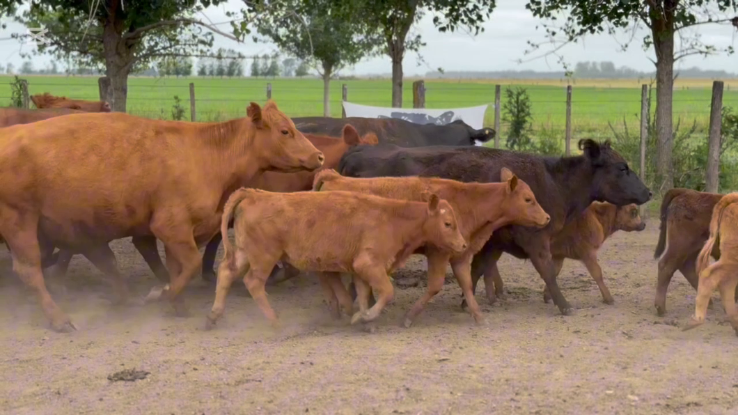 Lote 23 Vacas con Cría