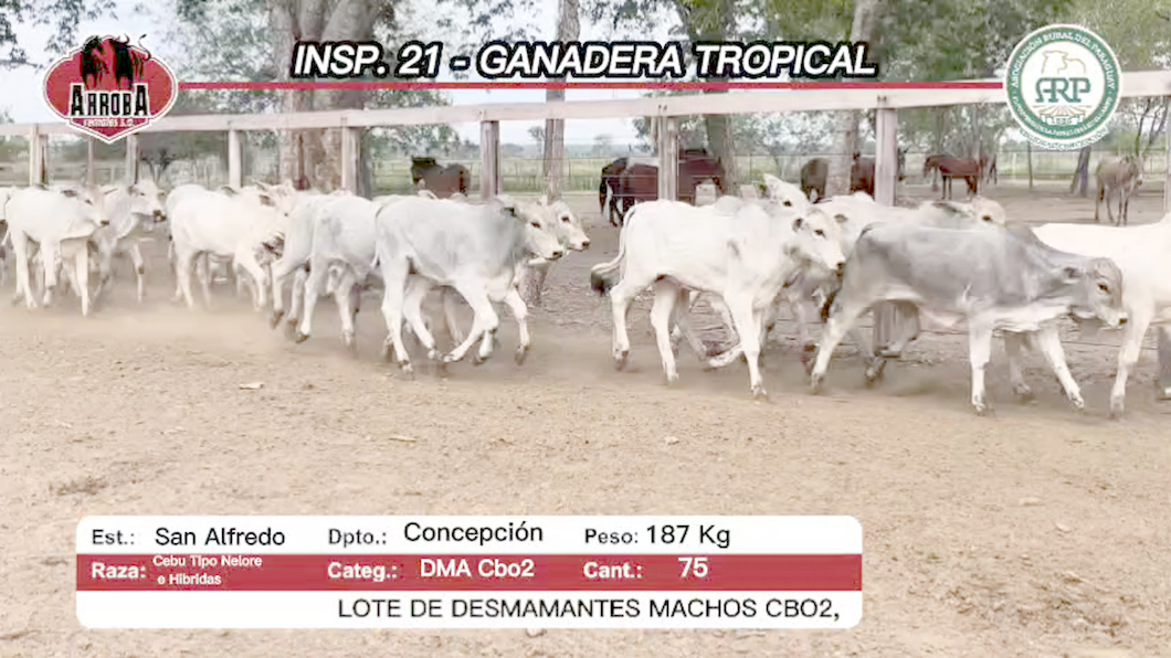 Lote 75 Desmamantes machos CEBU TIPO NELORE Y HIBRIDOS a remate en Feria Aniversario Concepción - Arroba Remates S.A 187kg -  en san alfredo