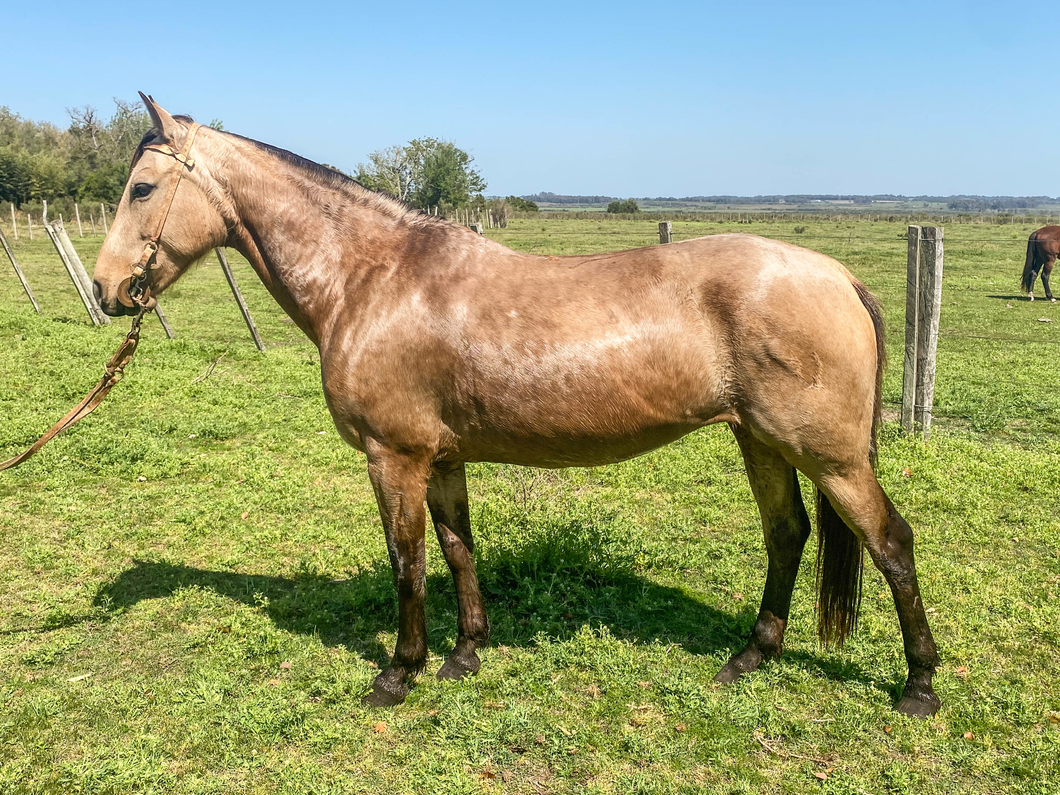 Lote YEMADA DEL ITAPEBÍ