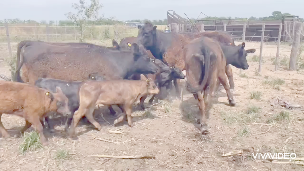 Lote 6 Vacas nuevas C/ cria en Cañuelas, Buenos Aires