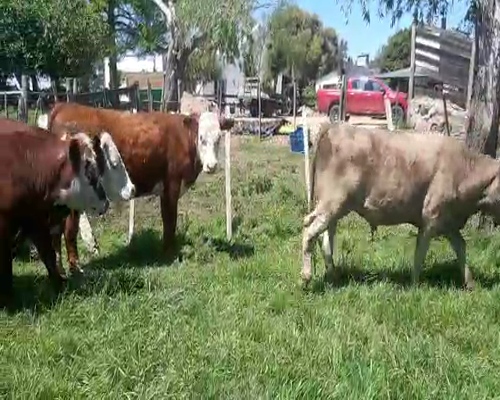 Lote 13 Novillos HEREFORD Y ANGUS a remate en REMATE DE PANTALLA 320kg -  en Asociación Rural de San José