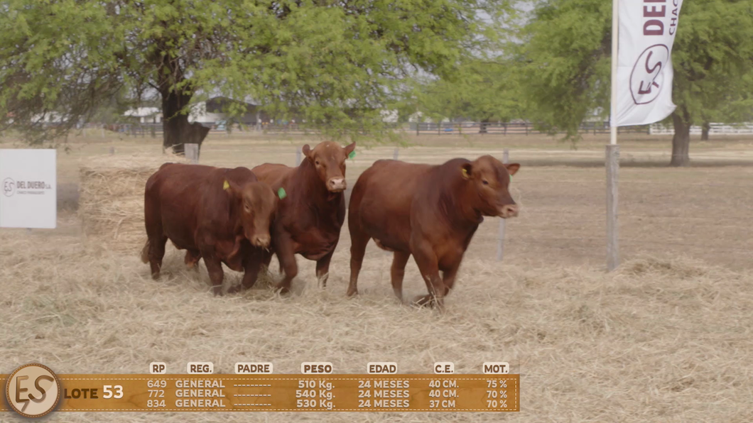 Lote Toro