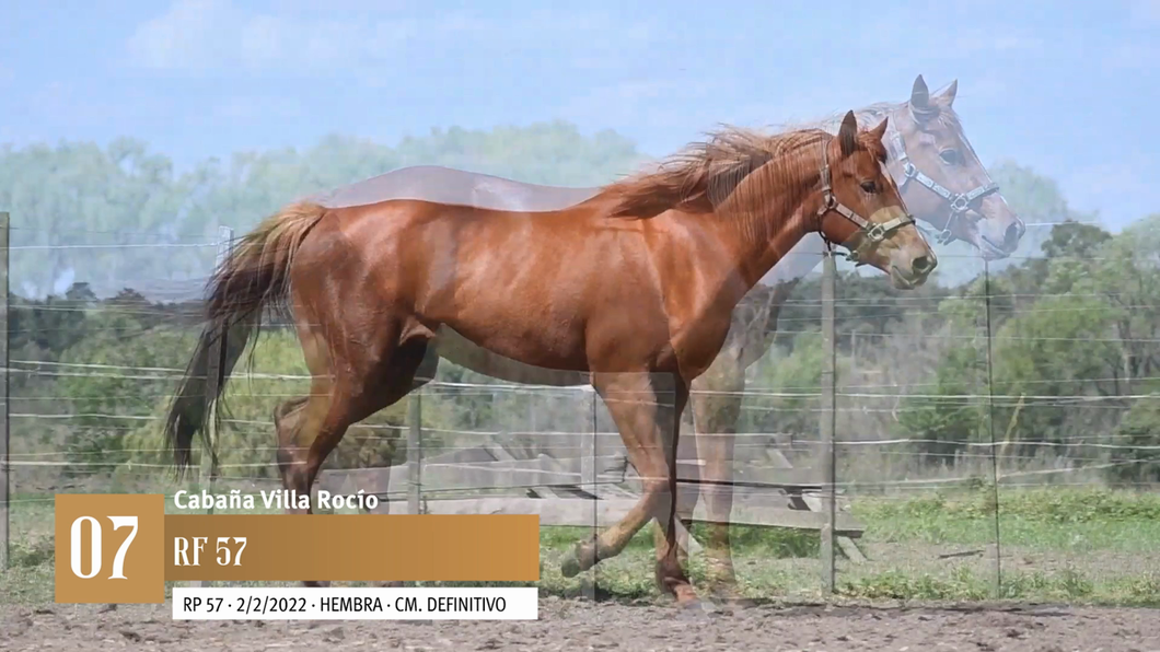 Lote Yeguarizos a remate en Entre Razas , San José