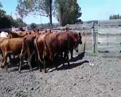 Lote 15 Vacas de Invernada HEREFORD Y ANGUS a remate en REMATE DE PANTALLA 360kg -  en Asociación Rural de San José