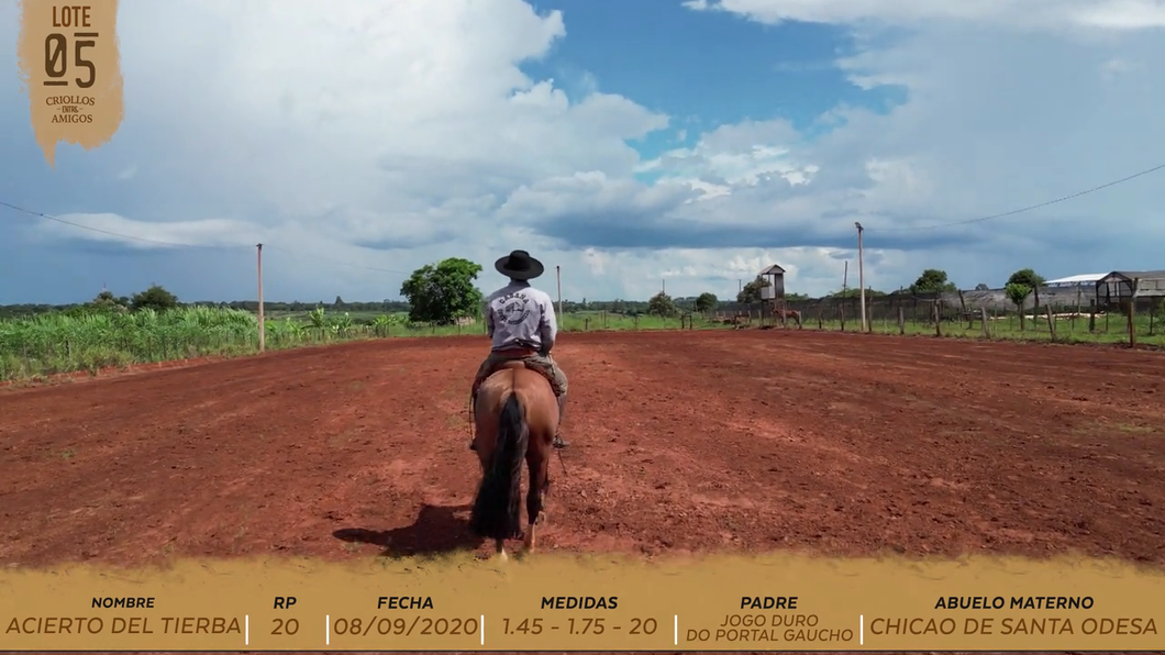 Lote ACIERTO DEL TIERBA