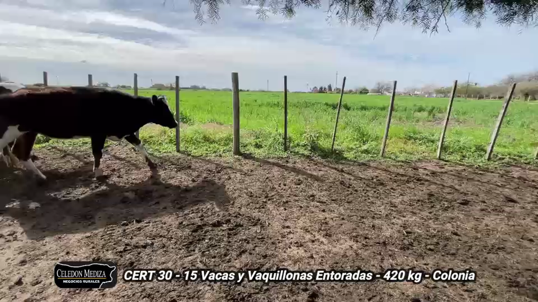 Lote 16 Vacas y vaquillonas en Colonia