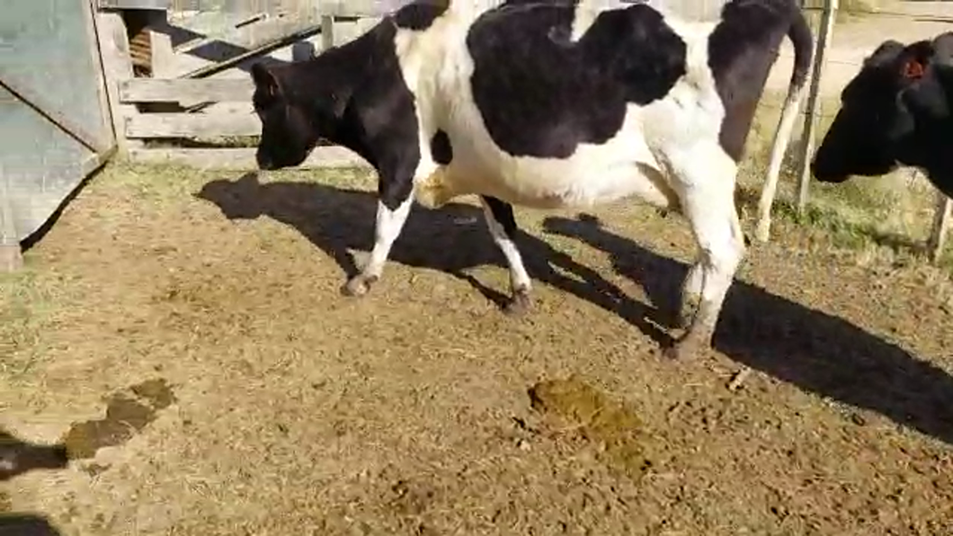 Lote 2 Vacas de Invernada HOLANDO a remate en PANTALLA CAMY 470kg - , San José