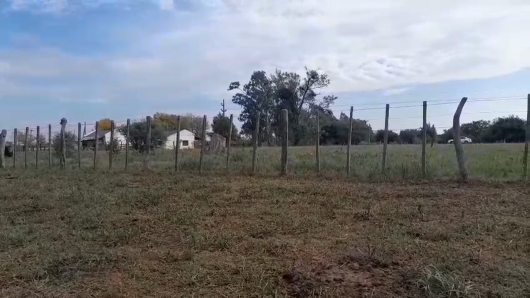 Lote 40 Terneros/as