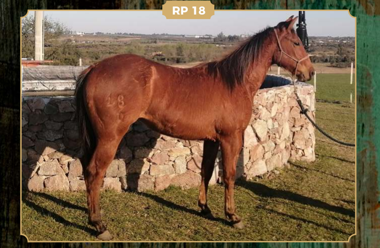 Lote AB MISS PLAYBOY O´LENA