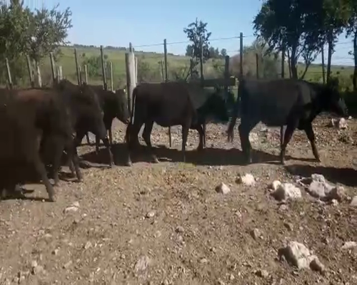 Lote 30 Vaquillonas 1 a 2 años AA Y CRUZAS a remate en REMATE DE PANTALLA 220kg -  en Asociación Rural de San José