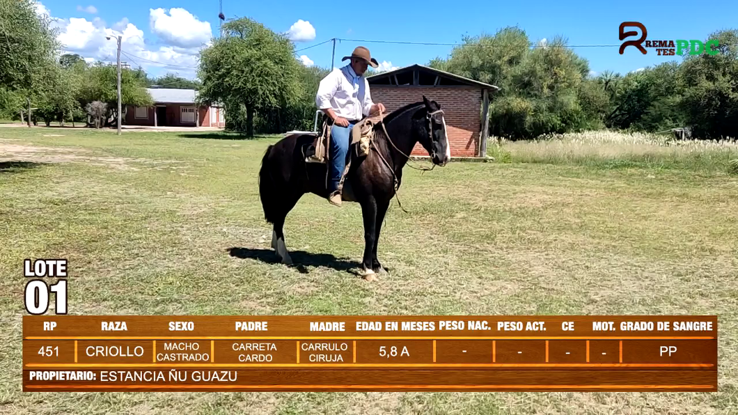 Lote EQUINO CRIOLLO - ESTANCIA ÑU GUAZU