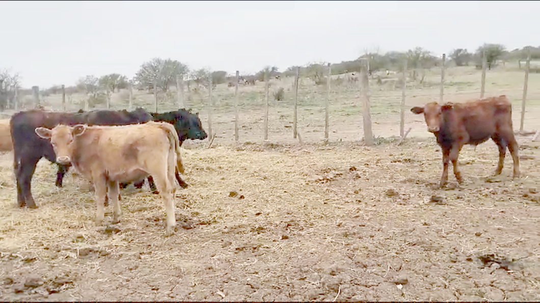 Lote 16 Terneros Braford y sus cruzas en San Justo, Santa Fe